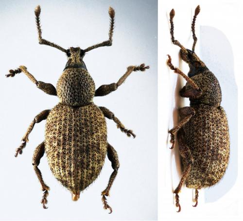 Réf. 218 745 : Otiorhynchus singularis